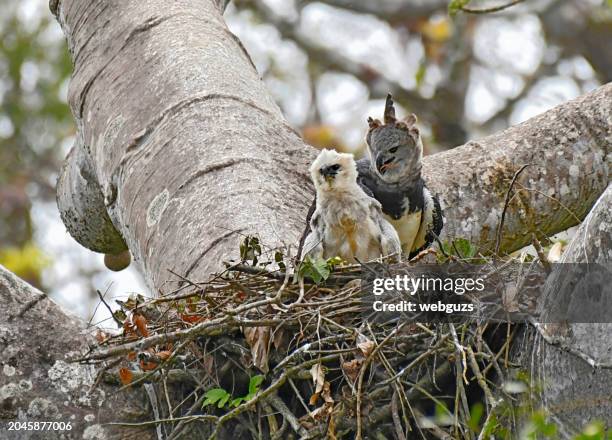 endangered harpy eagle with a chick in the nest - harpies stockfoto's en -beelden