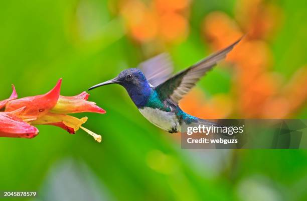 white-necked jacobin hummingbird at a red and yellow flower in a garden - pic of hummingbird stock pictures, royalty-free photos & images