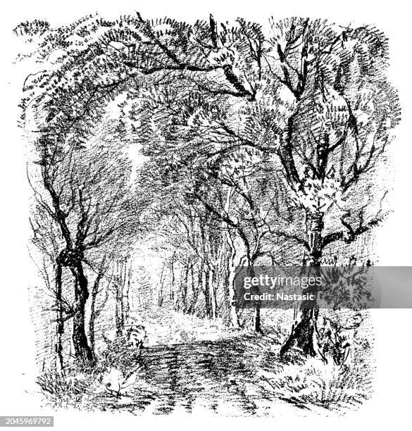 in the woods at leognan - new forest stock illustrations