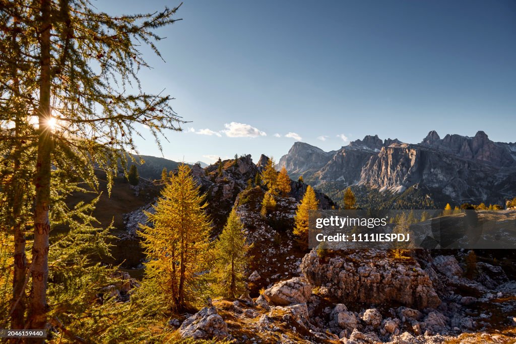 Mountain and Larches trees on a sunny day in the Dolomites