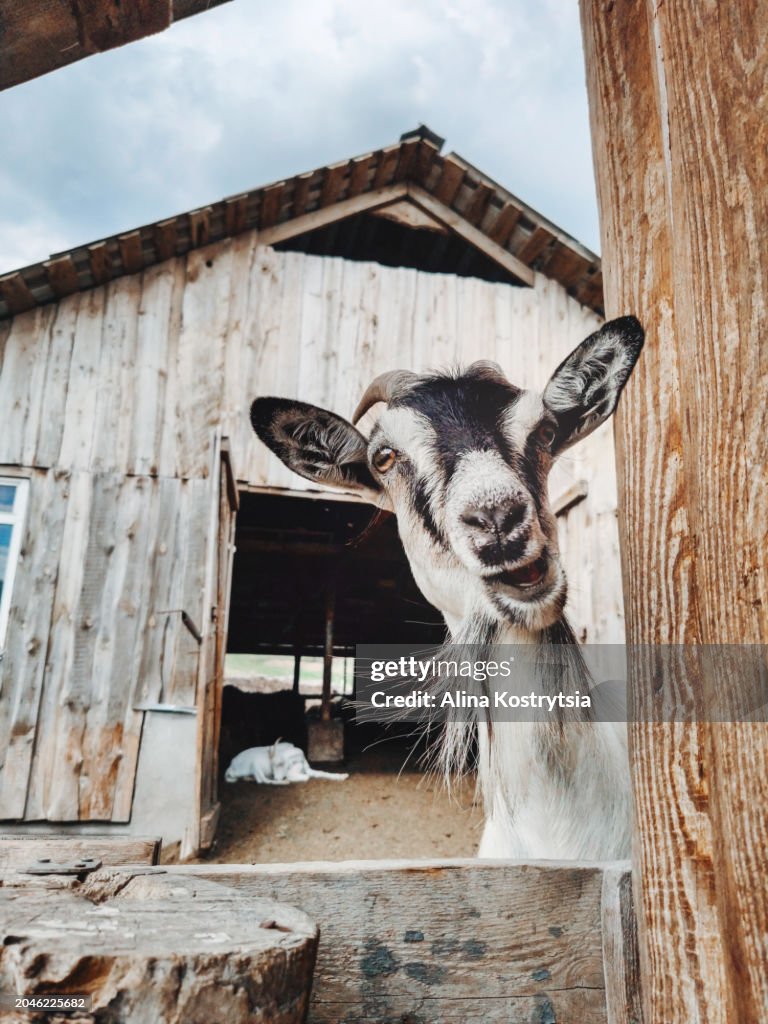 Goat looking funny through fence of farm