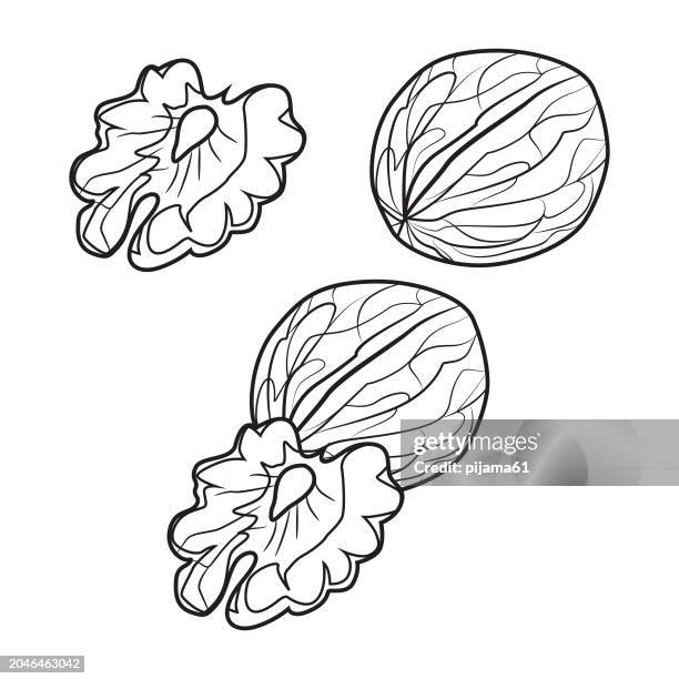 stockillustraties, clipart, cartoons en iconen met walnut flat vector illustration. food symbol. - lijnenspel