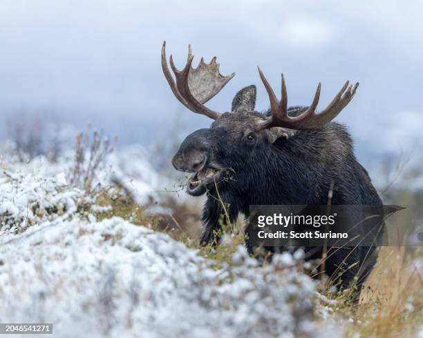 moose munch - bull moose jackson stock pictures, royalty-free photos & images