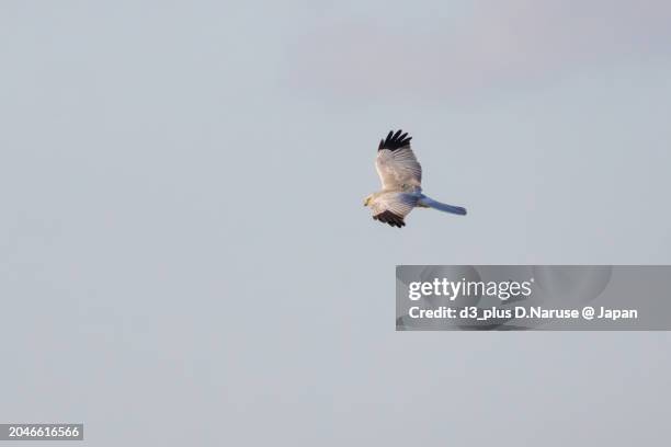 a beautiful northern harrier (circus cyaneus, family comprising hawks) returning to its nest in the evening.

at watarase retarding basin, tochigi, japan,
ramsar convention registered site.
photo by february 12, 2024. - 栃木県 stock-fotos und bilder