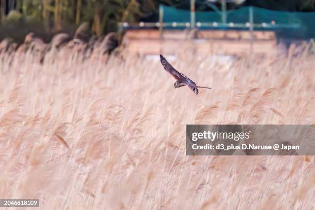 a beautiful northern harrier (circus cyaneus, family comprising hawks) returning to its nest in the evening.

at watarase retarding basin, tochigi, japan,
ramsar convention registered site.
photo by february 12, 2024. - 栃木県 stock pictures, royalty-free photos & images