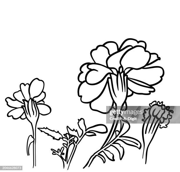 marigold flowers black and white - marigold stock illustrations