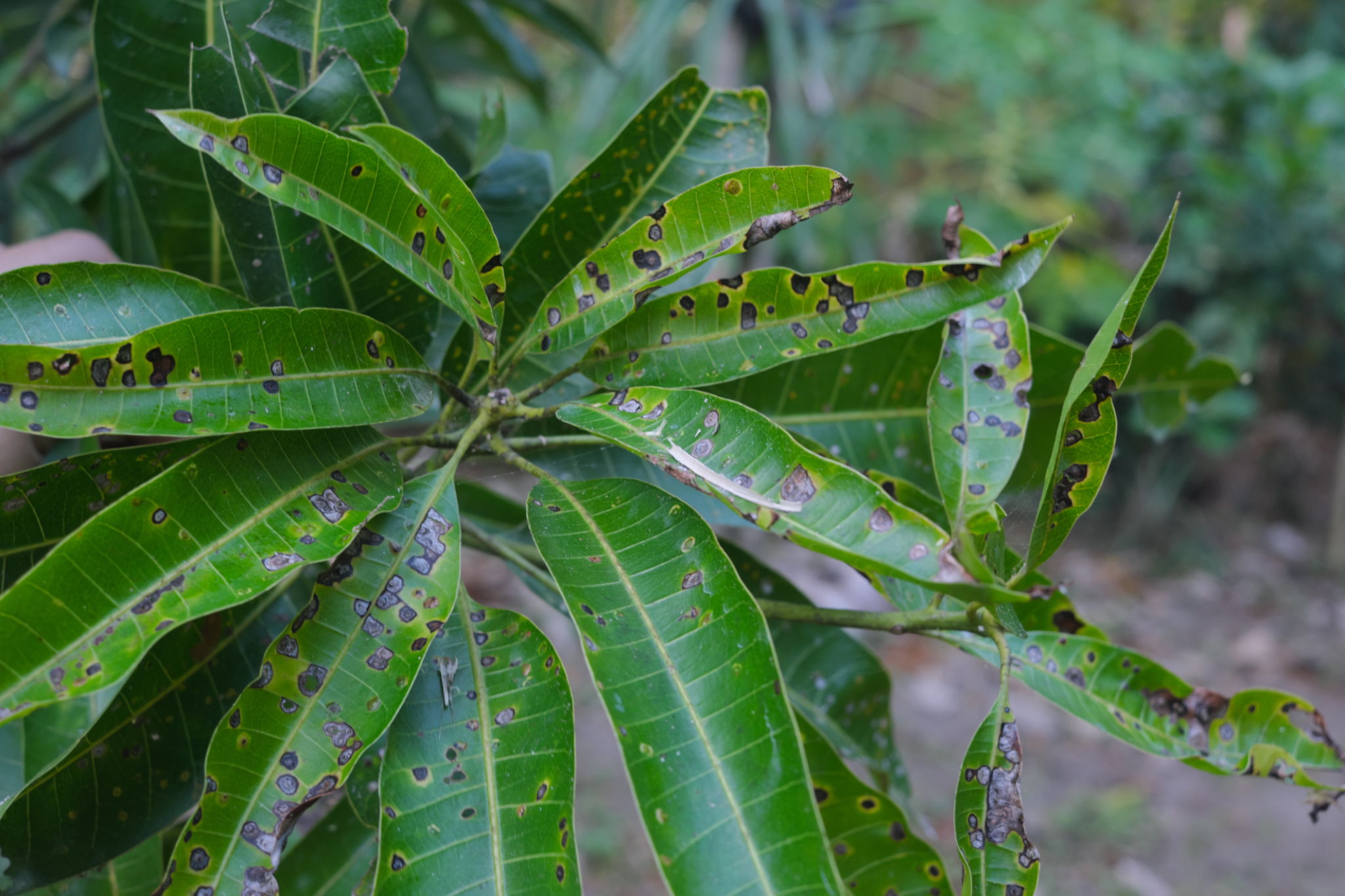 anthracnose tree