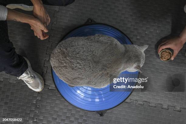 View of 4-year-old cat, named Siraz, trying to get rid of its excess weight by doing pilates and swimming in the pool as it obese due to irregular...