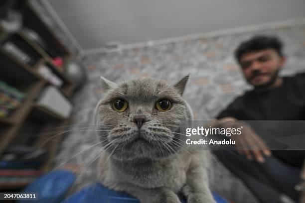 View of 4-year-old cat, named Siraz, trying to get rid of its excess weight by doing pilates and swimming in the pool as it obese due to irregular...