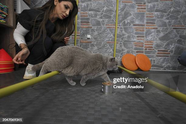 View of 4-year-old cat, named Siraz, trying to get rid of its excess weight by doing pilates and swimming in the pool as it obese due to irregular...