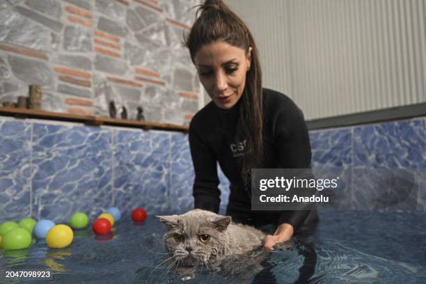 View of 4-year-old cat, named Siraz, trying to get rid of its excess weight by doing pilates and swimming in the pool as it obese due to irregular...