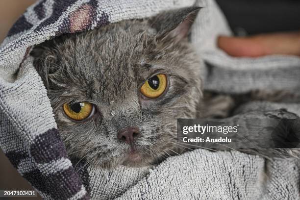 View of 4-year-old cat, named Siraz, trying to get rid of its excess weight by doing pilates and swimming in the pool as it obese due to irregular...