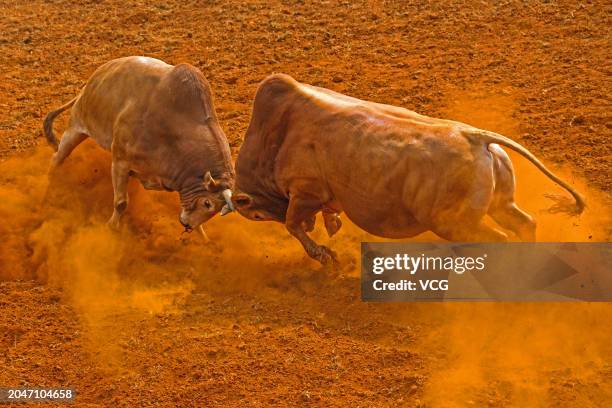 Bull Boxing Bull At Show Photos and Premium High Res Pictures - Getty Images