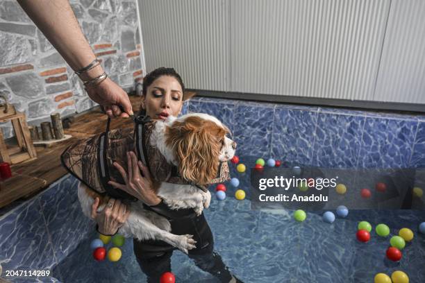 View dog 'Ruzgar', which weighed 19 kilograms, who tries to get rid of its excess weight by doing pilates and swimming in the pool as it obese due to...