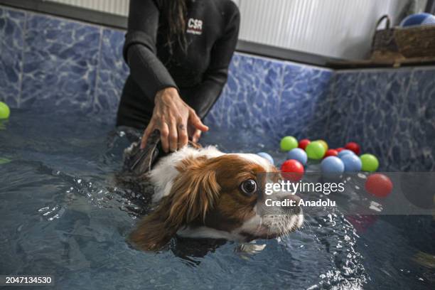 View dog 'Ruzgar', which weighed 19 kilograms, who tries to get rid of its excess weight by doing pilates and swimming in the pool as it obese due to...