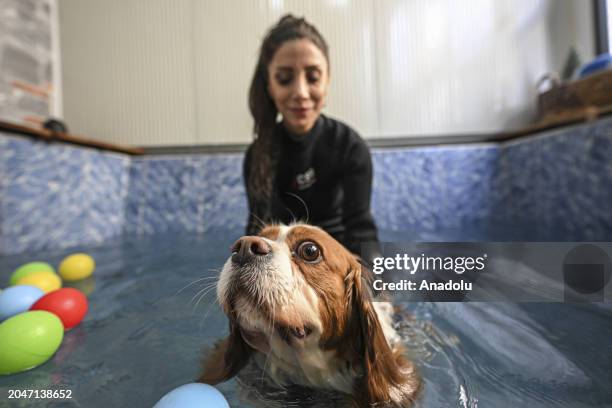 View dog 'Ruzgar', which weighed 19 kilograms, who tries to get rid of its excess weight by doing pilates and swimming in the pool as it obese due to...