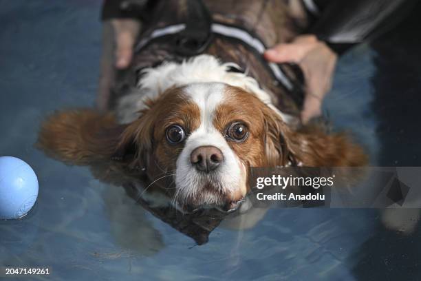 View dog 'Ruzgar', which weighed 19 kilograms, who tries to get rid of its excess weight by doing pilates and swimming in the pool as it obese due to...