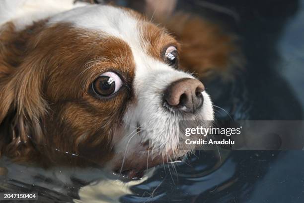 View dog 'Ruzgar', which weighed 19 kilograms, who tries to get rid of its excess weight by doing pilates and swimming in the pool as it obese due to...