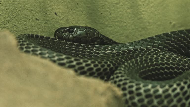 Python Coil Drops 215 Python Coil Stock Videos, Footage, & 4K Video Clips - Getty Images
