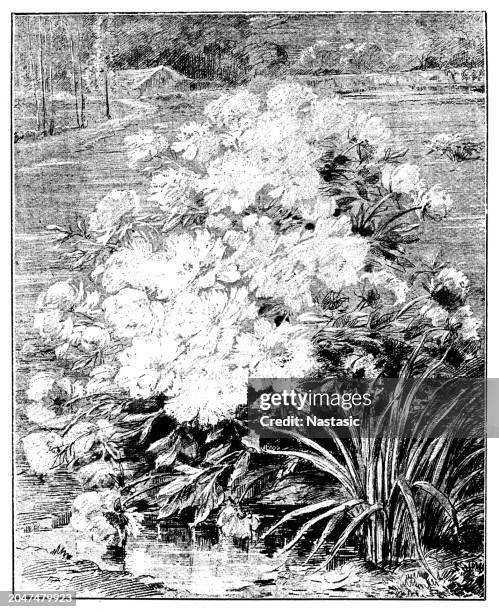 peonies - peonies stock illustrations