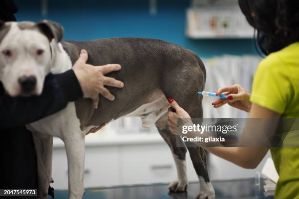 vet doctor examining a dog. - staffordshire bull terrier stock pictures, royalty-free photos & images