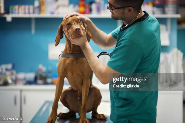 tierarzt untersucht einen hund. - vizsla stock-fotos und bilder