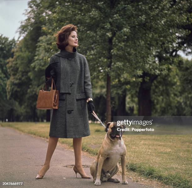 Female fashion model posed wearing a grey Tweed wool A lined coat with matching scarf and leather handbag, she stands with a Boxer dog on a lead in a...