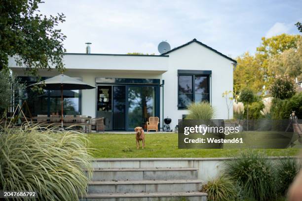 dog standing in front of house - garden photos et images de collection