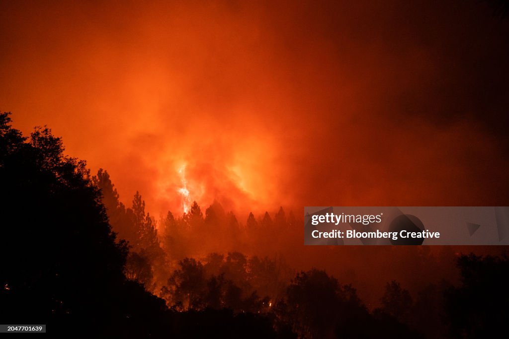 A Forest Burning During Wildfire