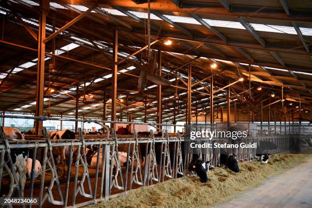 General view of Friesian Piedmontese Bovine cows inside the Vanzetti Holstein farm during the Piedmontese Cattle Breeders Meet on February 29, 2024...