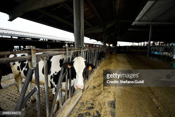 Friesian Piedmontese Bovine cow inside the Vanzetti Holstein farm during the Piedmontese Cattle Breeders Meet on February 29, 2024 in Candiolo, near...