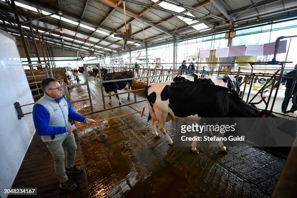 Farmer works with Friesian Piedmontese Bovine cows for automatic milking inside the Vanzetti Holstein farm during the Piedmontese Cattle Breeders...
