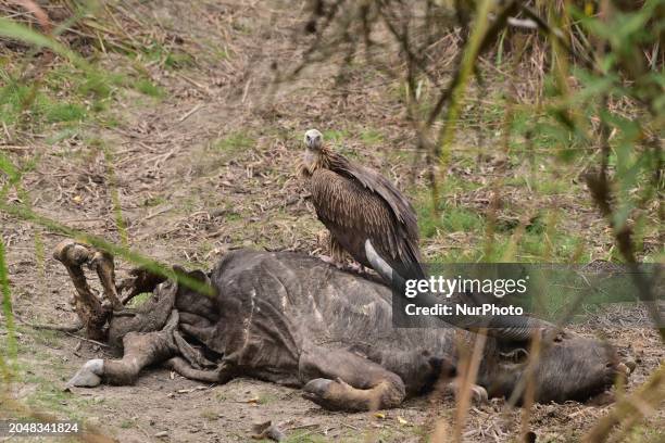 Eurasian Griffon is feeding on a buffalo carcass at Kaziranga National Park in Assam, India, on March 3, 2024.