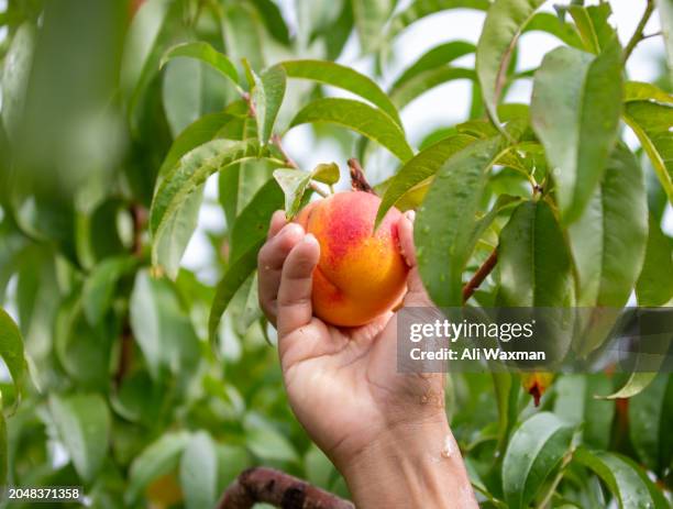 pfirsiche von einem baum ernten - pfirsichbaum stock-fotos und bilder
