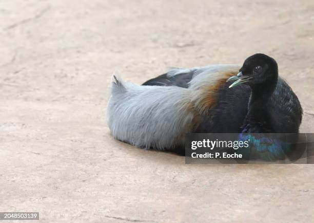 trumpet agami (anser canagicus) - gray winged trumpeter stock pictures, royalty-free photos & images