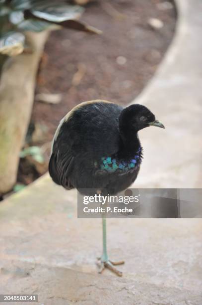 trumpet agami (anser canagicus) - gray winged trumpeter stock pictures, royalty-free photos & images