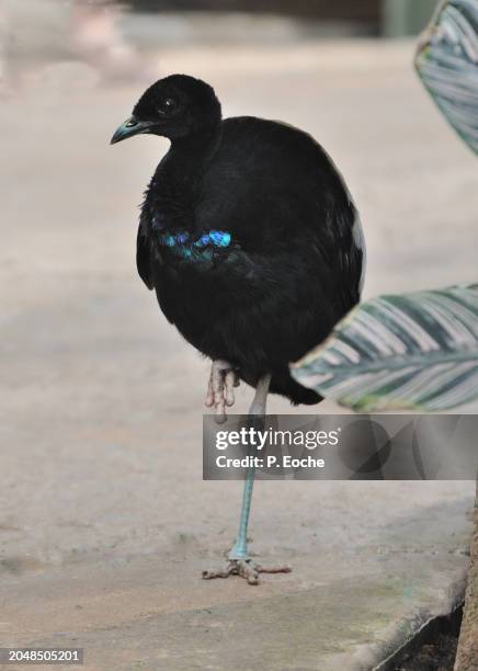 trumpet agami (anser canagicus) - gray winged trumpeter stock pictures, royalty-free photos & images