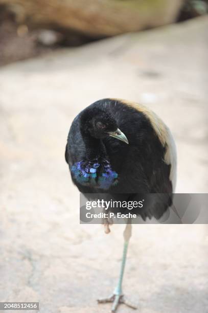 trumpet agami (anser canagicus) - gray winged trumpeter stock pictures, royalty-free photos & images