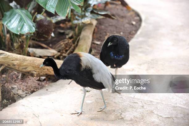 trumpet agami (anser canagicus) - gray winged trumpeter stock pictures, royalty-free photos & images