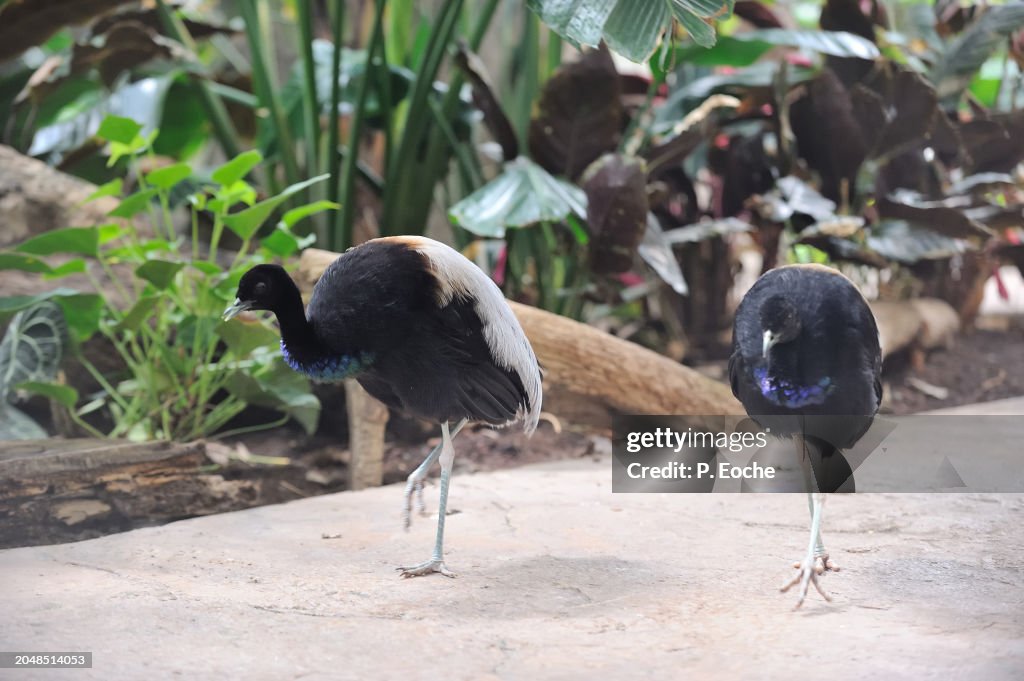 Trumpet agami (Anser canagicus)
