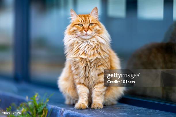 beautiful long-haired yellow stray cat - animal hair stock pictures, royalty-free photos & images