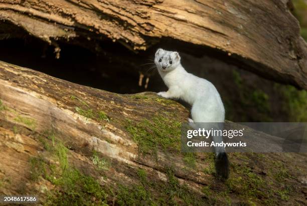 beautiful white stoat (mustela erminea) - weasel family stock pictures, royalty-free photos & images