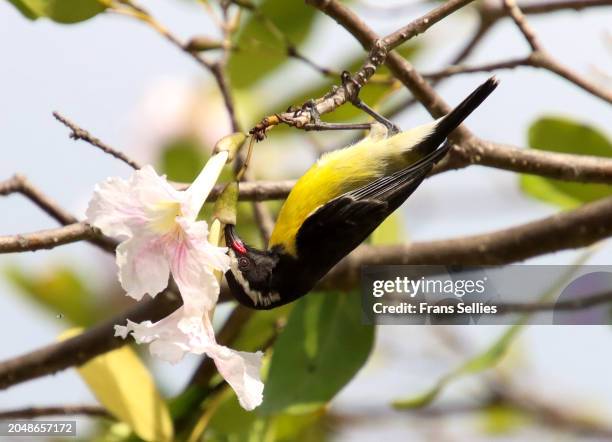 upside down, a bananaquit (coereba flaveola) drinking nectar - banana bird stock pictures, royalty-free photos & images
