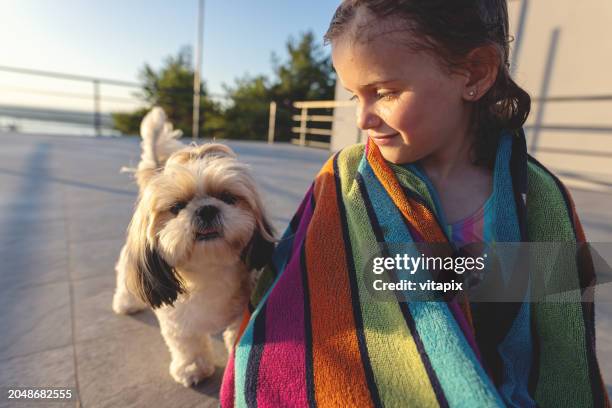 perfect summer day - shih tzu stock pictures, royalty-free photos & images