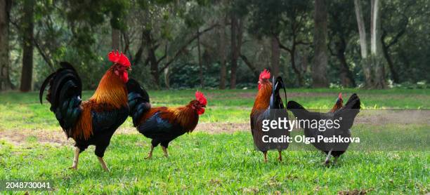 three roosters and two black hens on a green lawn - rooster crowing stock pictures, royalty-free photos & images
