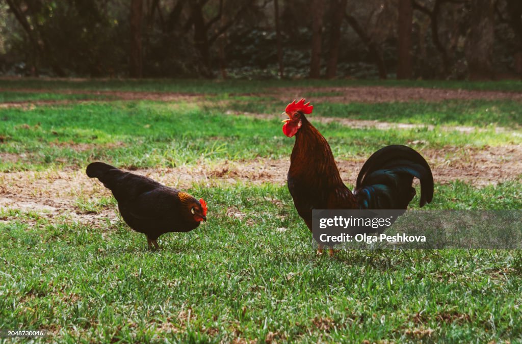 Black rooster and hen on a green lawn. Free-range rooster and chicken