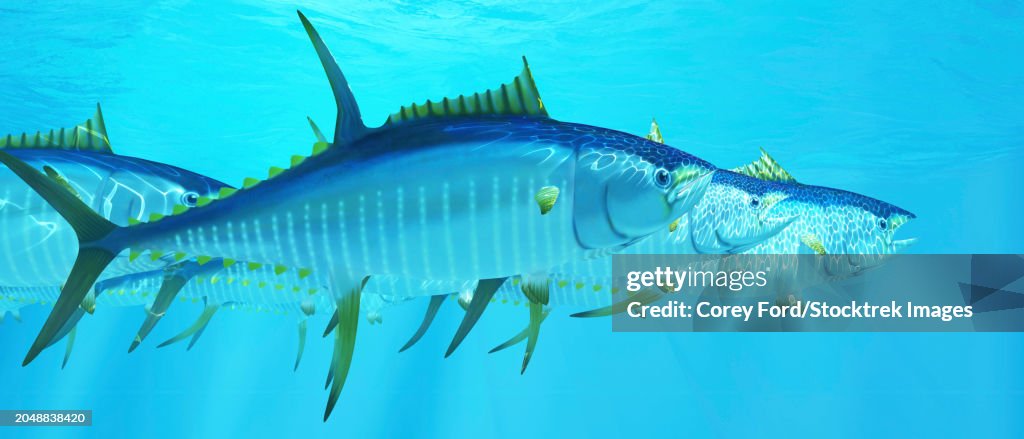 A school of yellowfin tuna hunt for prey in the deep ocean