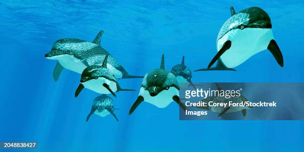 a pod of striped dolphins forage the ocean for fish prey - school of fish stock illustrations
