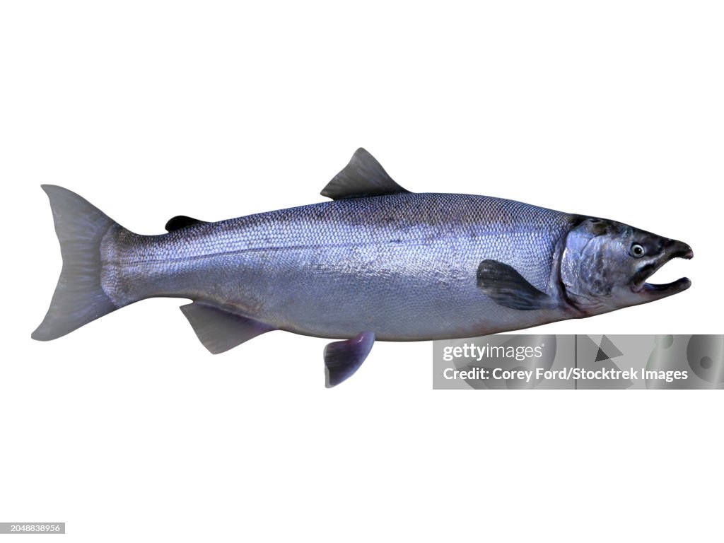 Illustration of a coho salmon (Oncorhynchus kisutch)