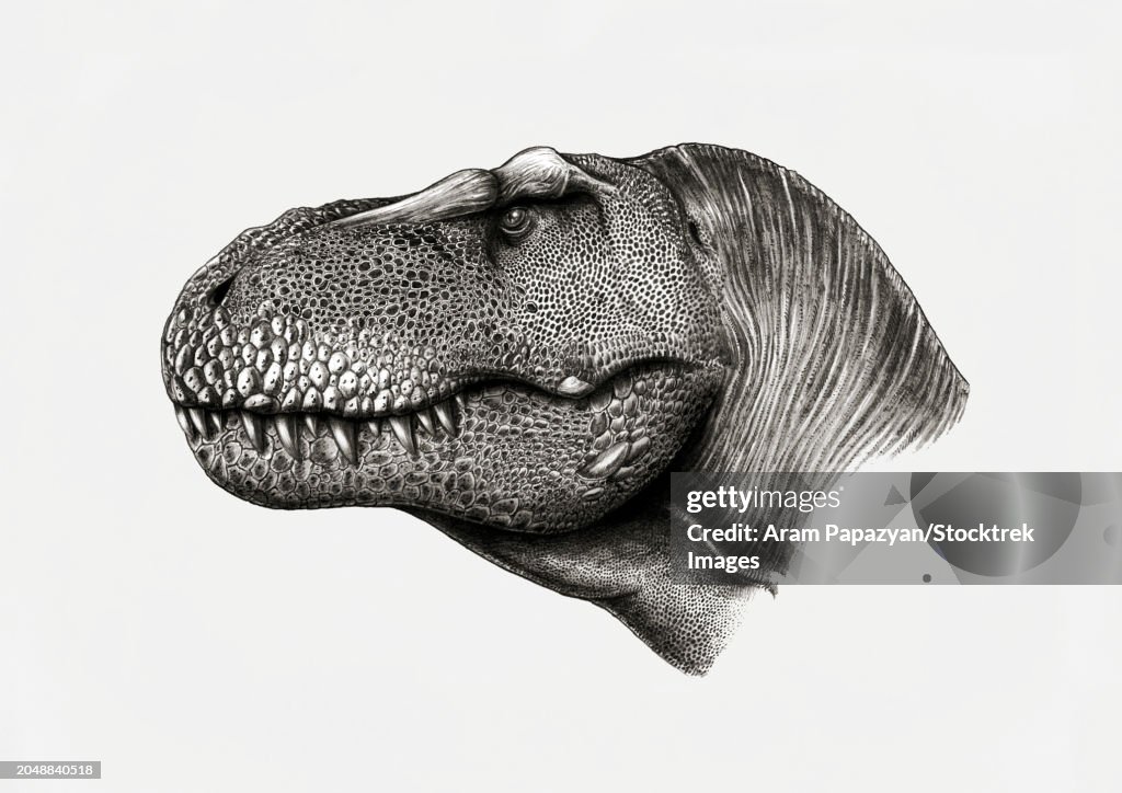 Tyrannosaurus rex pencil portrait on white background
